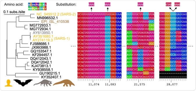 Comparative genomics of parallel substitutions in protein coding regions. A midpoint rooted maximum likelihood phylogenetic tree constructed from SARS-related coronavirus genome sequences with accession numbers colored by host species (human, bat, masked palm civet, or pangolin). Codons are colored by their corresponding amino acid with frequent nucleotide substitutions shown relative to the reference SARS-CoV-2 sequence (top). Poly(U) sequences are found surrounding the substitutions at positions 11,074, 11,083, and 21,575. The two substitutions observed at position 28,077 result in conversions to the same amino acid in ORF8.