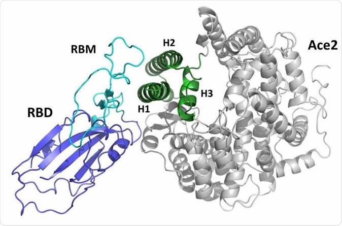 representation of the complex between the receptor binding (RBD) domain of SARS-CoV2 Spike protein (blue/cyan) and the human ACE2 receptor (grey/green). The receptor binding motif (RBM) is drawn in cyan. The green portion of the ACE2 domain including helices H1, H2 and H3 is drawn in green.