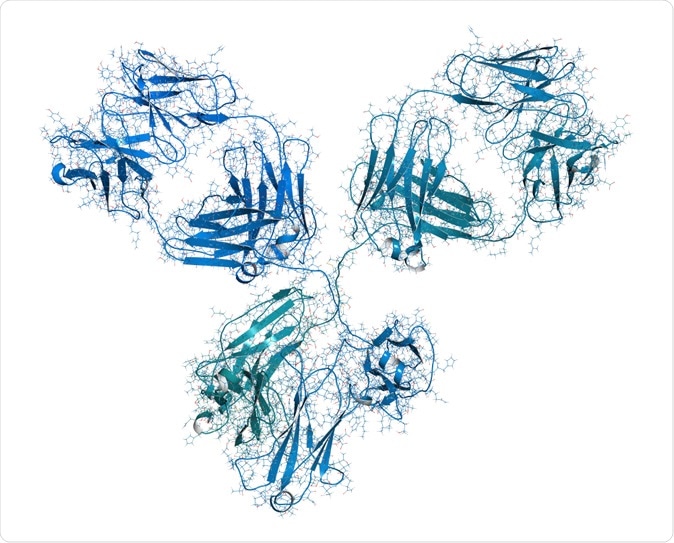 IgG1 monoclonal antibody (immunoglobulin). 3D rendering based on protein data bank entry 1igy. Image Credit: StudioMolekuul / Shutterstock
