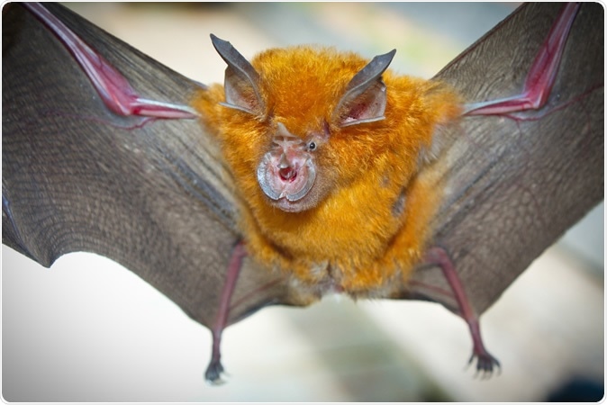 Horseshoe Bat (Rhinolophus affinis). Image Credit: Binturong-tonoscarpe / Shutterstock