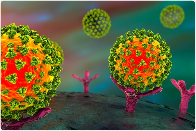 SARS-CoV-2 viruses are binding to ACE-2 receptors on a human cell, the initial stage of COVID-19 infection. Illustration Credit: Kateryna Kon / Shutterstock
