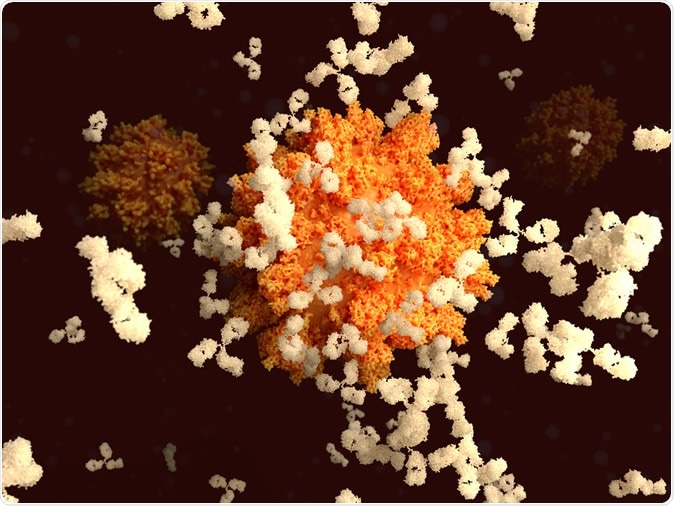 Binding of antibodies to the spike (S)-protein of the SARS-CoV-2 virus is an essential step for developing immunity to the coronavirus. Illustration Credit: Juan Gaertner / Shutterstock