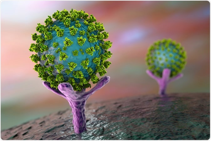 SARS-CoV-2 virus binding to ACE-2 receptors on a human cell, the initial stage of COVID-19 infection. Image Credit: Kateryna Kon / Shutterstock