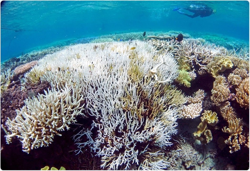 Scientists produce corals with increased heat tolerance to reduce reef bleaching