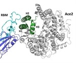 SARS-CoV-2 receptor ‘mimic' could prevent COVID-19