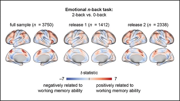 Brain activity reveals working memory capabilities of children