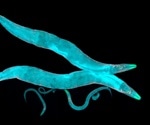 C. elegans as a Model Organism