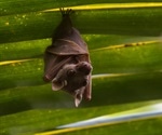 Study shows broad geographic and evolutionary dispersal of betacoronaviruses from African bats