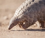 Pangolins may be the key to new COVID-19 treatments