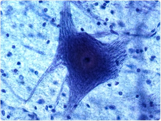 Neuron and Glia