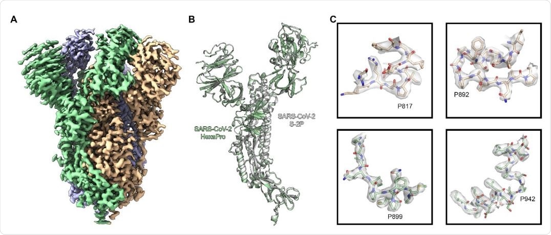 High resolution cryo-EM structure of HexaPro. (A) EM density map of trimeric HexaPro. Each protomer is shown in a different color; the protomer depicted in wheat adopts the RBD-up conformation. (B) Alignment of an RBD-down protomer from HexaPro (green ribbon) with an RBD-down protomer from S-2P (white ribbon, PDB ID: 6VSB). (C) Zoomed view of the four proline substitutions unique to HexaPro. The EM density map is shown as a transparent surface, individual atoms are shown as sticks. Nitrogen atoms are colored blue and oxygen atoms are colored red.