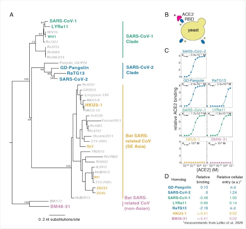 Yeast display of RBDs from SARS-CoV-2 and related sarbecoviruses. (A) Maximum likelihood phylogenetic tree of sarbecovirus RBDs. RBDs included in the present study are in bold text colored by RBD clade. Node labels indicate bootstrap support. (B) RBD yeast surface display enables fluorescent detection of RBD surface expression and ACE2 binding. (C) Yeast displaying the indicated RBD were incubated with varying concentrations of human ACE2, and binding was measured via flow cytometry. Binding constants are reported as KD,app from the illustrated titration curve fits. (D) Comparison of yeast display binding with previous measurements of the capacity of viral particles to enter ACE2-expressing cells. Relative binding is Δlog10(KD,app) measured in the current study; relative cellular entry is infection of ACE2-expressing cells by VSV pseudotyped with spike containing the indicated RBD, reported by Letko et al. (Letko et al., 2020) in arbitrary luciferase units relative to SARS-CoV-1 RBD; n.d. indicates not determined by Letko et al.