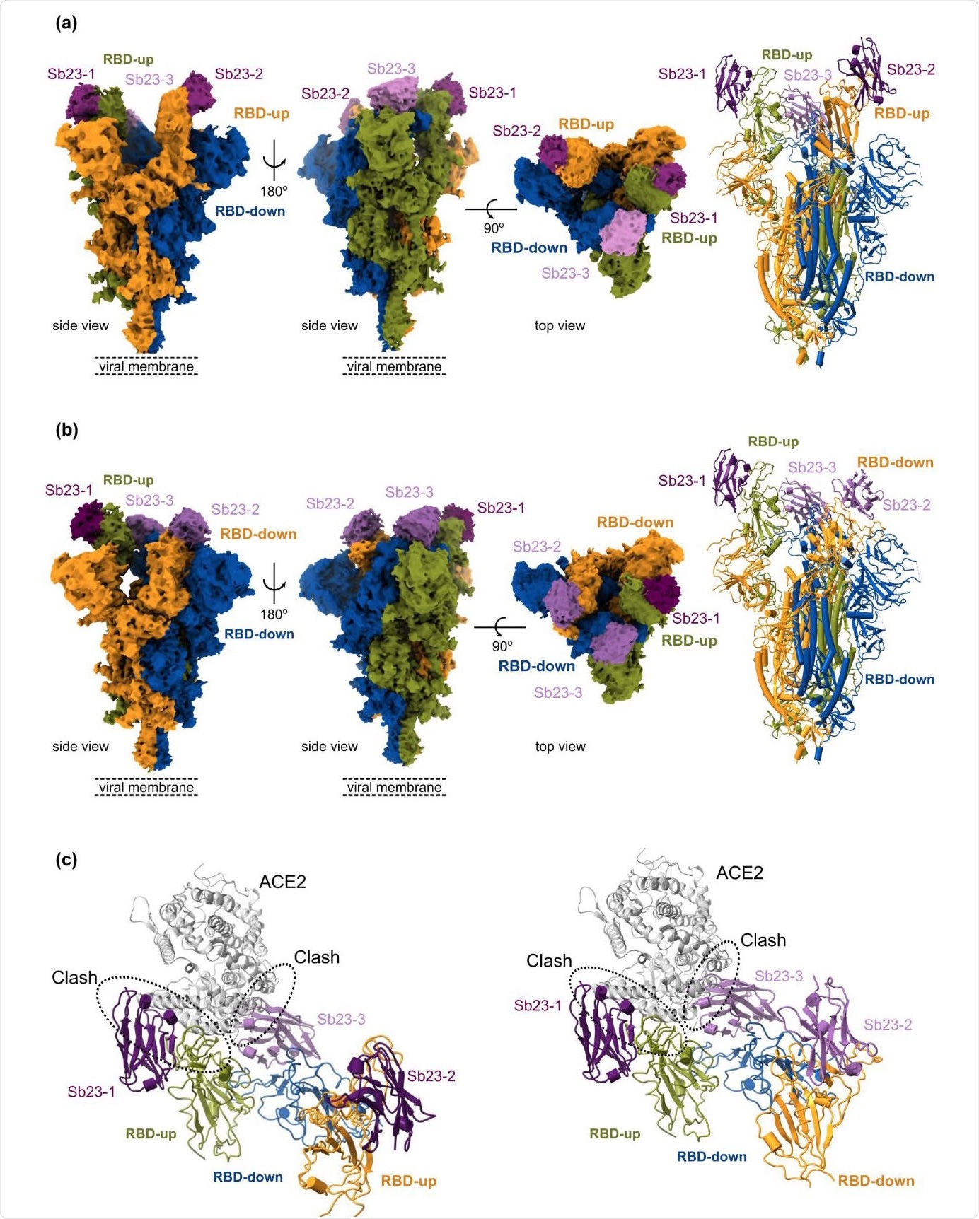 Cryo-EM reconstruction of SARS-CoV-2 spike bound to Sb23 - (a) Locally-sharpened Coulomb potential map and cartoon model of Sb23 bound to the spike protein in the ‘2-up’ conformation. (b) Locally-sharpened Coulomb potential map and cartoon model of Sb23 bound to the spike protein in the ‘1-up’ conformation. (c) Cartoon model of Sb23- bound Spike in the ‘2-up’ (left) ‘1-up’ (right) conformation showing how ACE2 binding is blocked by Sb23 bound to the RBD in the ‘up’ conformation as well as Sb23 bound to the neighboring RBD in the down conformation.