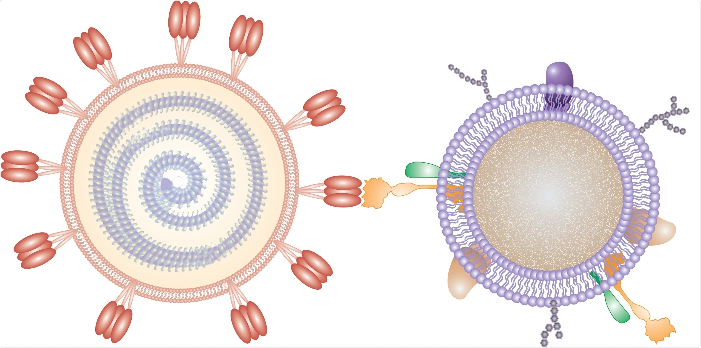 In this illustration, a nanosponge coated with a human cell membrane acts as a decoy to prevent a virus from entering cells. Credit: Adapted from Nano Letters 2020, DOI: 10.1021/acs.nanolett.0c02278