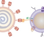 Researchers use cellular nanosponges to soak up SARS-CoV-2