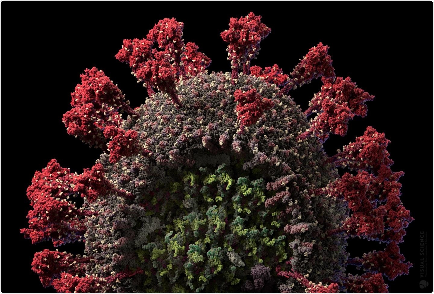 A scientifically accurate model of the SARS-CoV-2 virus. Image Credit: Visual Science