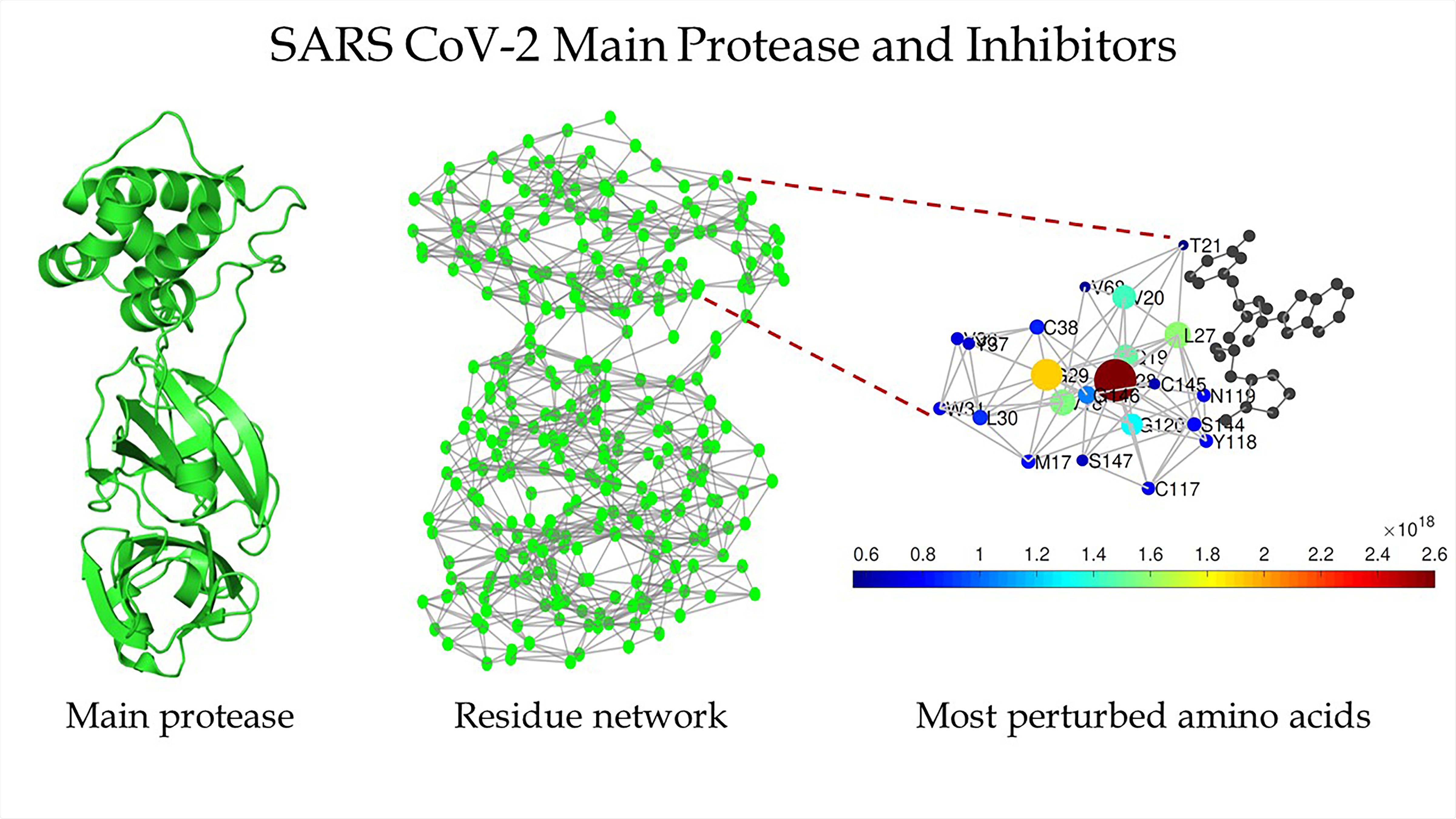 Schematic of the main protease of SARS-CoV-2 (left), the protein residue network of the main protease of SARS-CoV-2 (center), and a zoomed-in view of the region around the binding site as detected by Estrada (right).  CREDIT Ernesto Estrada