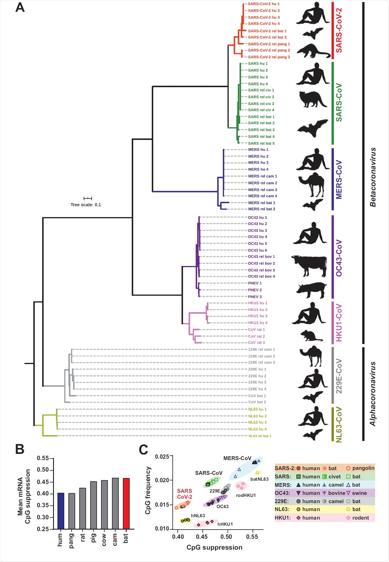 Phylogenetic relationship between human coronaviruses and their animal relatives and CpG suppression in pathogens and their hosts. (A) Distance-based relationship inference based on representative full genome nucleotide sequences of human SARS-CoV-2, SARS, MERS, HKU-1, OC43, NL63 and 229E strains and their closest known animal relatives. Black symbol to the right indicates the viral host (human, bat, pangolin, civet, camel, rat, pig, cattle). (B) Mean CpG suppression (i.e. number of observed CpGs normalized to expected CpGs based on sequence length and GC content) in mRNAs of the indicated host species (human, pangolin, rat, pig, cow, camel and bat). (C) CpG frequency (no. of CpGs normalized to sequence nucleotide length) and suppression (no. of observed CpGs normalized to expected CpGs based on sequence length and GC content) in human coronavirus genomes and their closest animal-infecting relatives. See also Table S1.