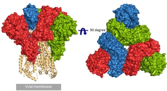 Front and top view of the trimeric coronavirus spike protein ectodomain obtained by cryo-electron microscopy analysis. Three S1 protomers (surface presentation) are colored in red, blue, and green. The S2 trimer (cartoon presentation) is colored in light orange (RCSB PDB structure 6VYB) .