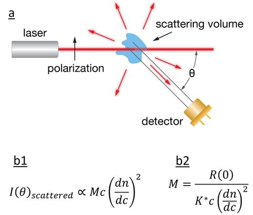 a) Schematic diagram of light scattering; b1) The intensity of the scattered light is related to the product of molar mass, concentration, and square of the refractive index increment; b2) calculation of the sample’s MW.