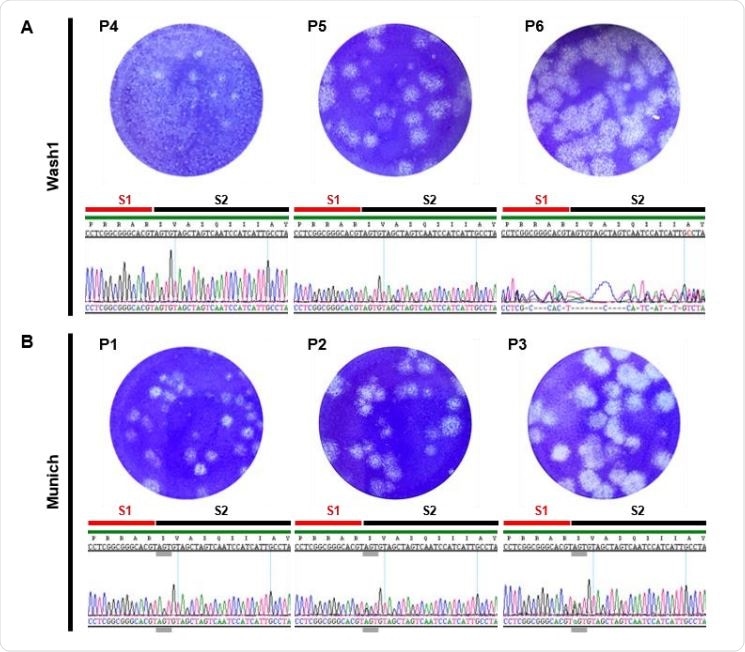 Virus growth and characterization. (A and B) Representative images showing plaques generated by infection of Vero-E6 cells with different passages of the Wash1 (A) and Munich (B) virus stocks. Chromatograms under each plaque image show the nucleotide sequence coding for the furin cleavage signal (RRAR) region of the S protein for each virus passage. Red and black lines indicate the putative S1 and S2 subunits, respectively, generated after cleavage. Grey lines indicate the nucleotide triplet coding for S 686.