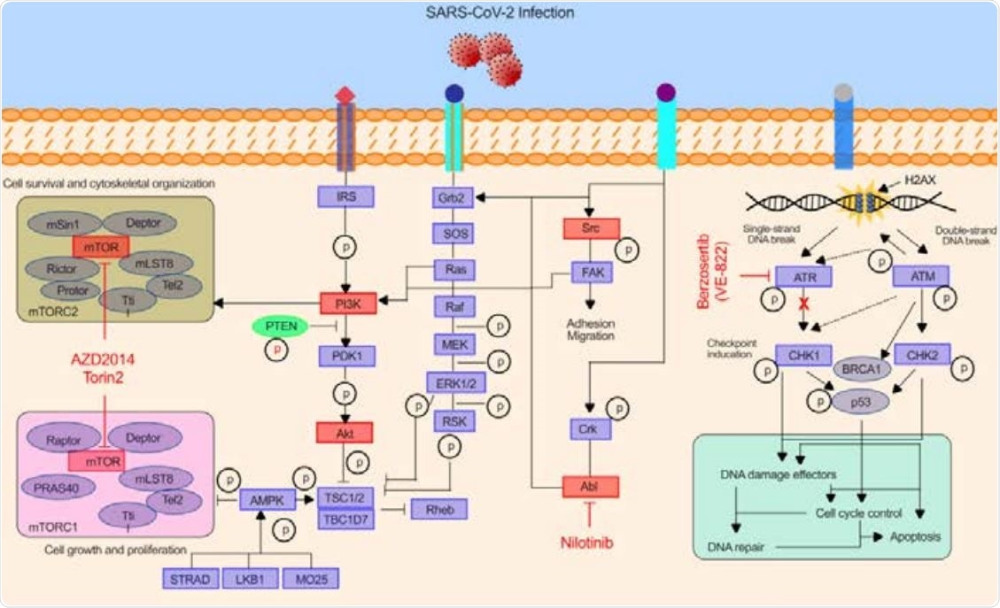 Schematic illustration 16 demonstrates the key pathways identified in the kinase inhibitor drug screen having critical role in 17 SARS-CoV-2 infection. Drug compounds and their respective target kinase pathways (mTOR18 PI3K-AKT, ABL-BCR/MAPK, and DNA-Damage Response) are described.
