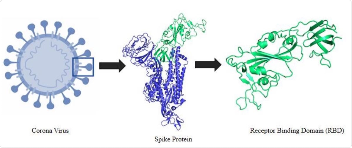 Schematic representation of the selection logistics of the protein and protein segment. It shows an animated figure of the 2019 novel coronavirus. Segment presented in green cartoon refers to the receptor binding domain (RBD) of the spike protein.