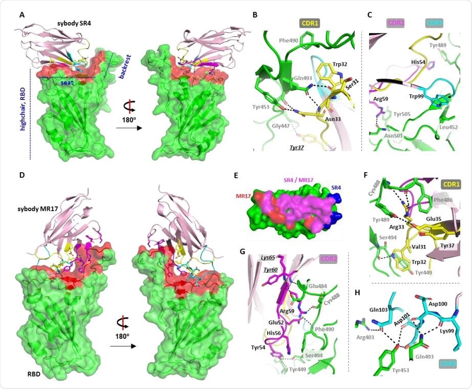 Crystal structure of two sybody-RBD complexes. (A) The overall structure of SR4 (pink cartoon) bound with RBD (green surface) which resembles a short backrest high chair. The binding surface is highlighted red. (B,C) Interactions between SR4 and the RBD (green) contributed by CDR1 (yellow), CDR2 (magenta), and CDR3 (cyan). The framework residue Tyr37 involved in the interactions is shown underlining italic. (D) The overall structure of the MR17-RBD complex. Color-coding is the same as in A. (E) The overlap between the SR4- and MR17-interacting surfaces. (F-H). Interactions between MR17 and the RBD (green) contributed by CDR1 (yellow), CDR2 (magenta), and CDR3 (cyan). The framework Lys65 and Tyr60 participated in the binding are shown underling italic. Dashed lines indicate H-bonding or salt-bridges between atoms that are <4.0 Å apart. Labels for sybody residues are colored black and labels for the RBD residues are colored grey.