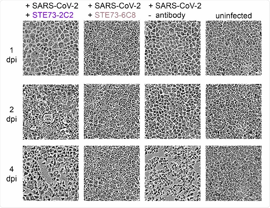 SARS-CoV-2 neutralization. Neutralization analysis using 250 pfu of SARS-CoV-2 in a CPE based neutralization assay. A) Cell monolayer occupancy at 4 days post infection in absence of neutralizing antibodies was compared to uninfected control cells and median values were normalized as 0 and 100% occupancy, respectively. Histograms indicate medians of normalized monolayer occupancy in a neutralization assay using 1 µg/mL (~10 nM) antibody for each of the 17 tested antibodies. Black dots indicate monolayer occupancy in individual assays (4-6 measurements per sample). B) Representative phase contrast microscopy pictures of uninfected cells, cells infected in absence of antibodies, in the presence of a poorly neutralizing antibody (STE73-2C2) or of a highly neutralizing antibody (STE73-6C8).