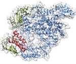 Scientists aim to understand the biology of SARS-CoV-2 virus to enable drug development