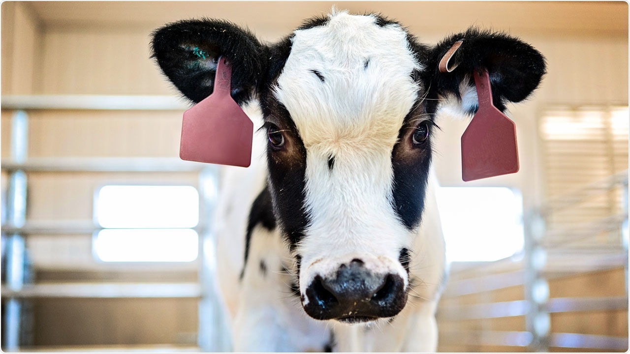 Genetically engineered cows are making human antibodies that neutralize SARS-CoV-2. Image Credit: SAb Biotherapeutics