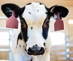 Human trials to commence using SARS-CoV-2 antibodies from cow's blood