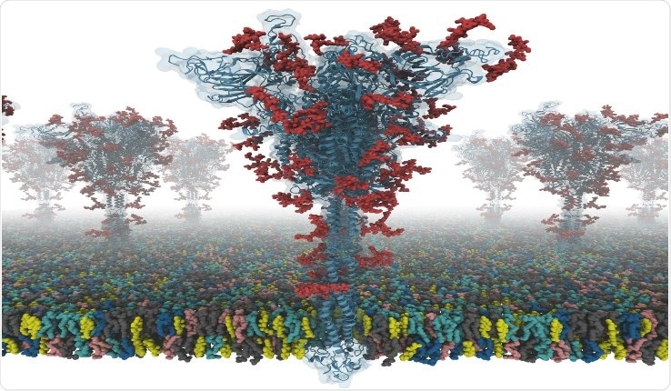 A model of an S-protein. Illustration: Dr. Yeolkyo Choi/Lehigh