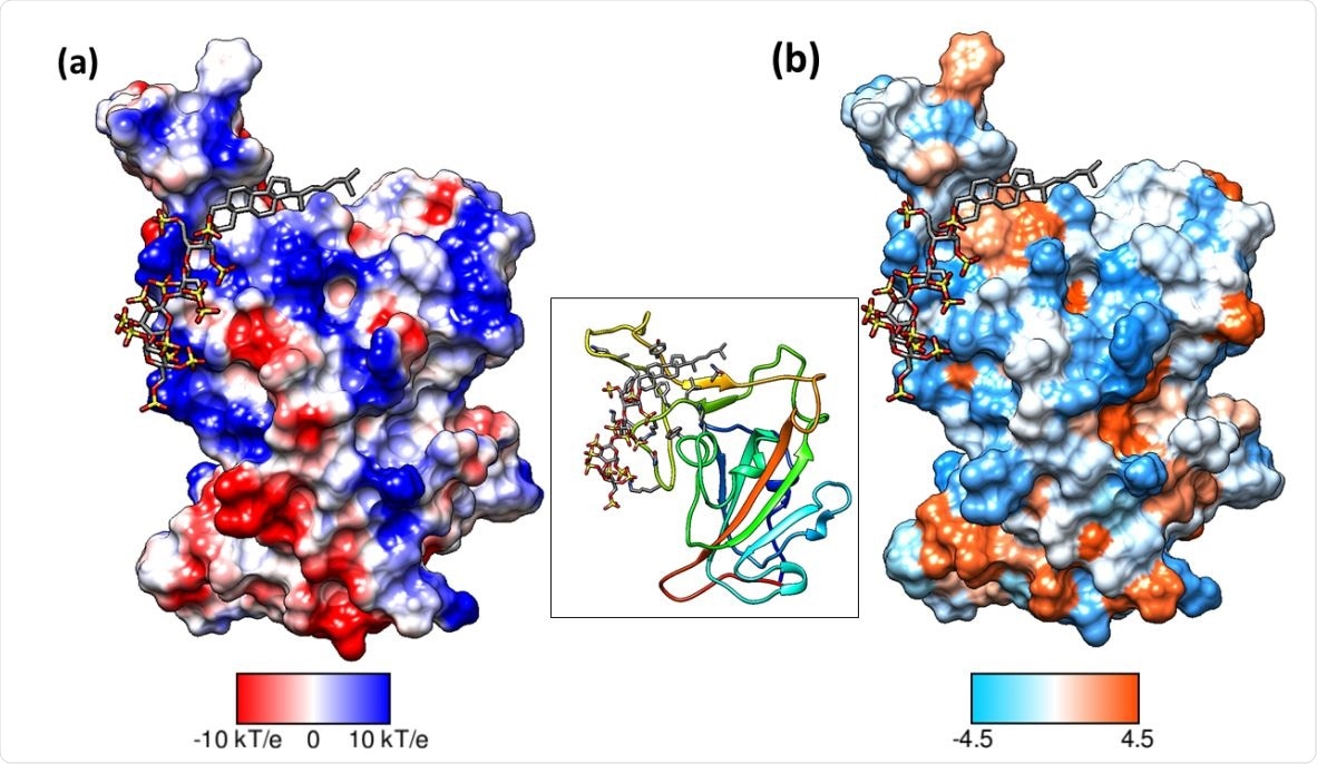 Binding mode of pixatimod on the S1 RBD (a) columbic surface and (b) hydrophobic surface. Both surfaces are oriented in the same direction as shown in the ribbon diagram of the protein in the middle. The sulfated tetrasaccharide interacts with the basic regions on S1 RBD whereas cholestanol residue prefers hydrophobic region for interactions. Coulombic surface coloring defaults: ε = 4r, thresholds ± 10 kcal/mol·e were used. Blue indicates surface with basic region whereas red indicates negatively charged surface. The hydrophobic surface was coloured using the Kyte-Doolittle scale wherein blue, white and orange red colour indicates most hydrophilicity, neutral and hydrophobic region, respectively. UCSF Chimera was used for creating surfaces and rendering the images. Hydrogens are not shown for clarity.