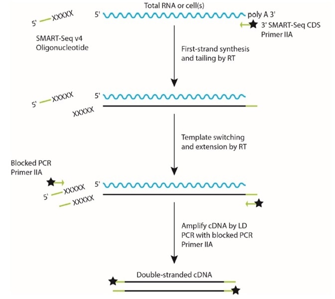 SMART technology for cDNA synthesis.