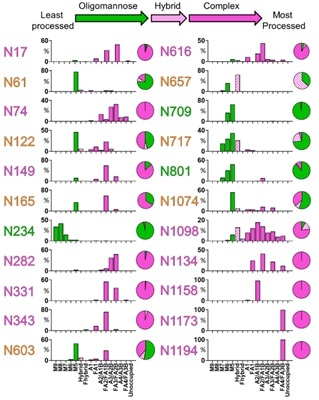 Site-specific N-linked glycosylation of SARS-CoV-2 S glycoprotein.