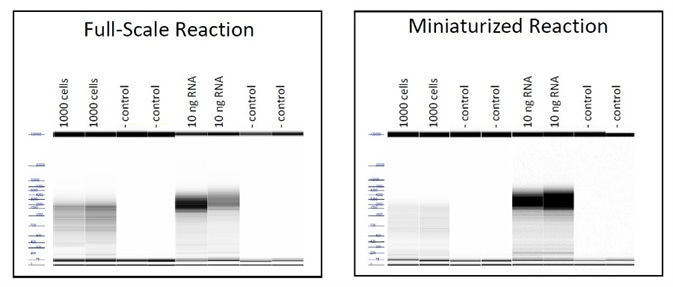 Electropherograms demonstrating equivalent size distribution of cDNA products for full and small scale reactions.