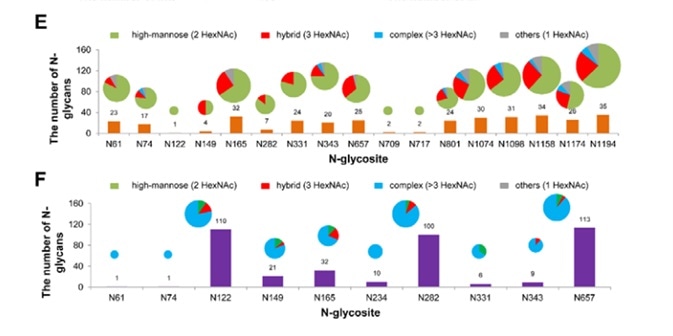 Site-specific N-glycosylation of recombinant SARS-CoV-2 S proteins.