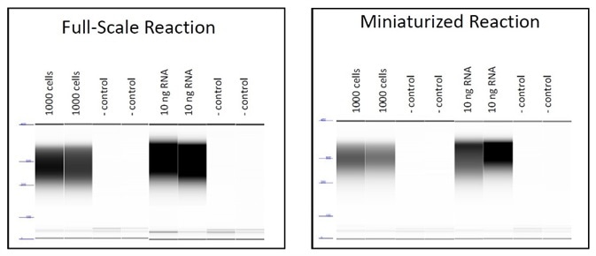 Electropherograms of final fragment libraries demonstrating equivalent size distribution for full and small scale cDNA synthesis reactions for both cell and RNA input samples.