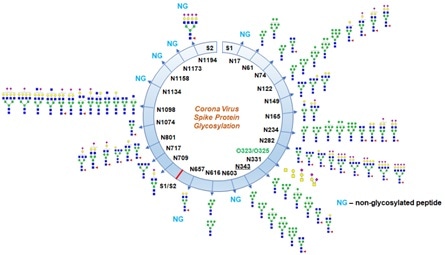 Glycosylation profile on coronavirus SARS-CoV-2 characterized by high-resolution LCMS/MS.