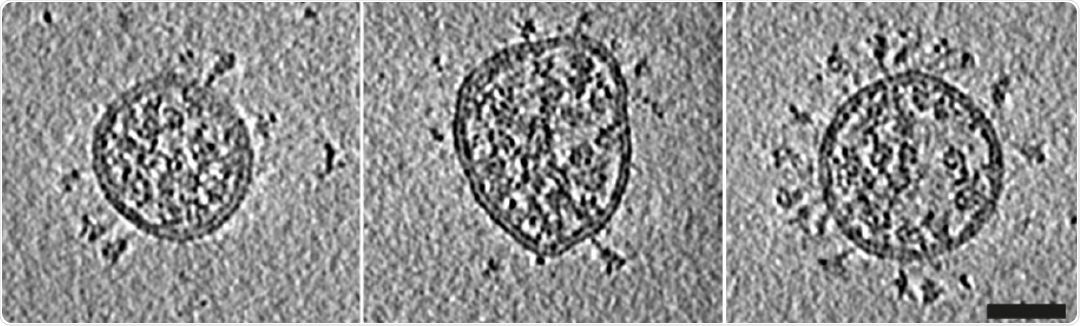 Central slices through representative viruses. Virions from Calu-3 cells had a slightly broader diameter distribution than those from VeroE6 cells. Scale bar 50 nm.