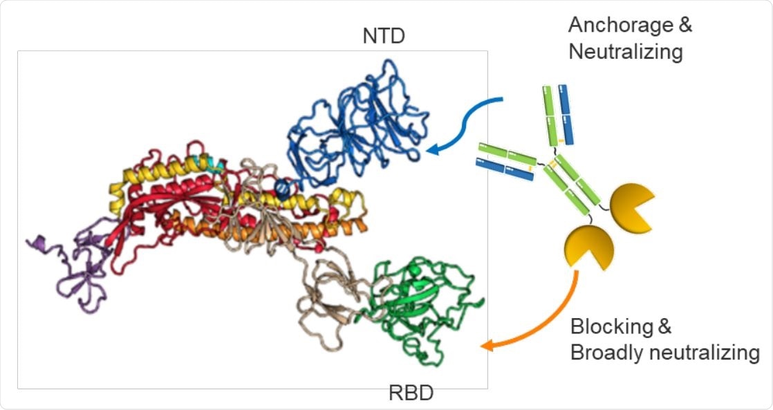 Schematic illustration of the biparatopic 89C8-ACE2 antibody-fusion design