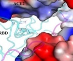 The receptor binding domain of the SARS-CoV-2