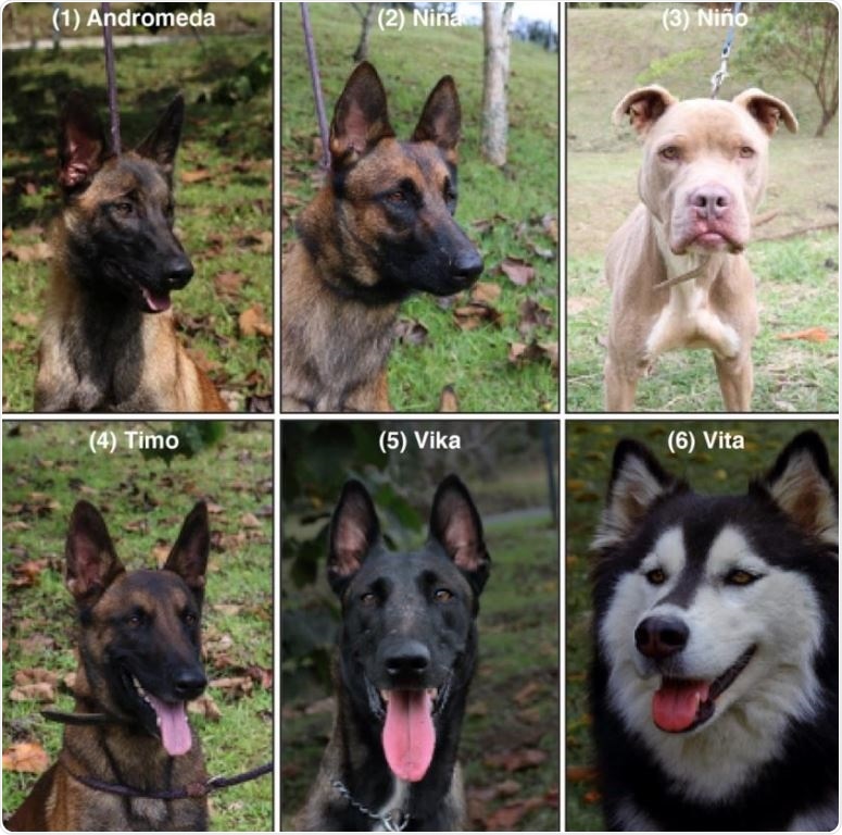 Pictures and identification of the six dogs trained for the scent-detection of SARS-CoV-2. (1) Andromeda, intact female, 6-mo, Belgian Malinois. (2) Nina, intact female, 25-mo, Belgian Malinois, (3) Niño, castrated male, unknown age, American Pit Bull Terrier. (4) Timo, intact male, 31-mo, Belgian Malinois. (5) Vika, intact female, 36- mo, Belgian Malinois. (6) Vita, intact female, 36-mo, first generation Alaskan Malamute x Siberian Husky.