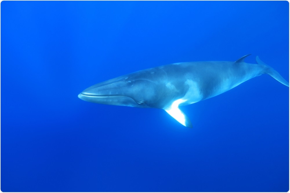 Dwarf minke whale (Balaenoptera acutorostrata). Image Credit: aquapix / Shutterstock
