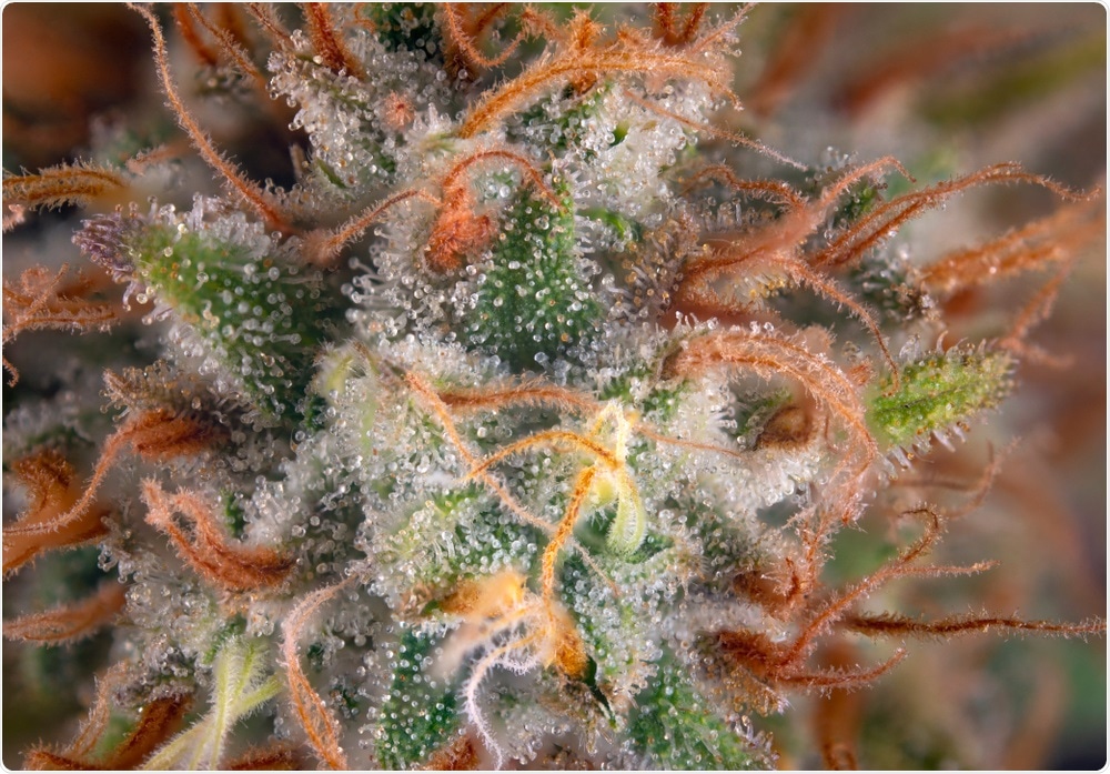 Macro detail of cannabis flower with visible hairs and trichomes. Image Credit: Roxana Gonzalez / Shutterstock