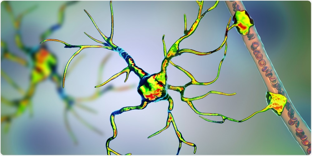 Astrocyte and blood vessel, 3D illustration. Astrocytes, brain glial cells, also known as astroglia, connect neuronal cells to blood vessels. Image Credit: Kateryna Kon