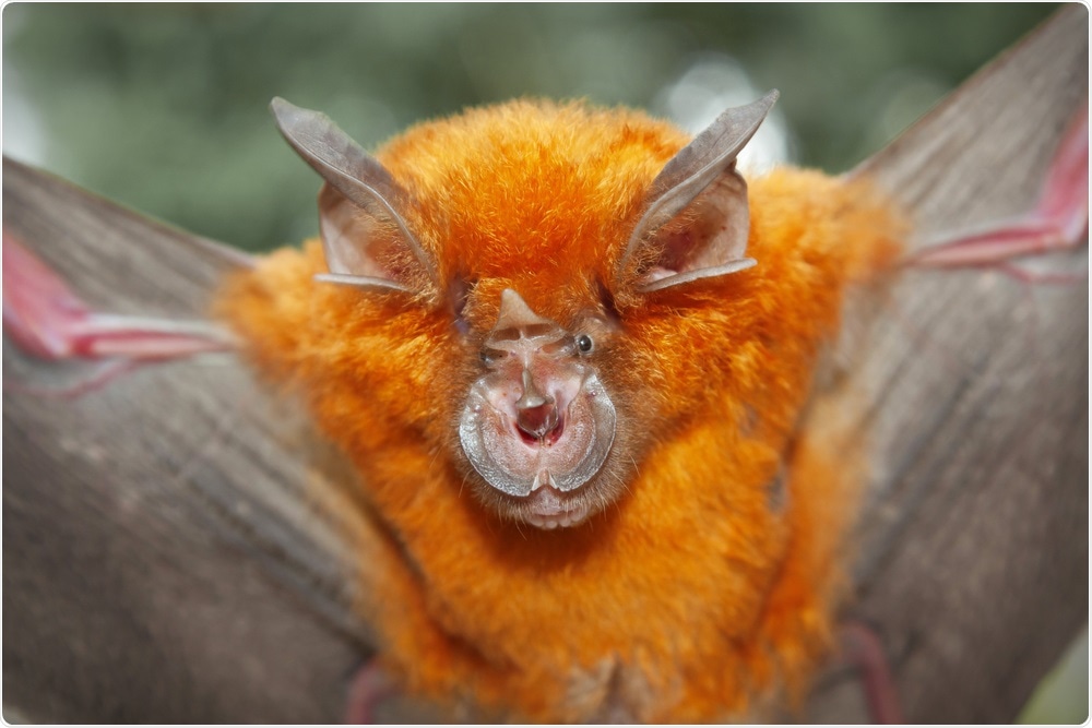 Intermediate Horseshoe Bat (Rhinolophus affinis). Image Credit: Binturong-tonoscarpe / Shutterstock