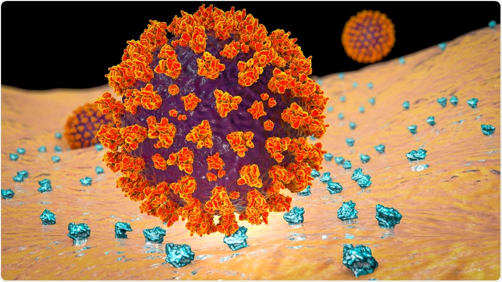 SARS-CoV-2 virus binding to ACE2 receptors on a human cell. Image Credit: Kateryna Kon / Shutterstock