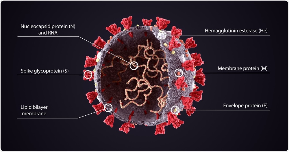 SARS-CoV-2, 2019 nCoV virus diagram. Image Credit: Orpheus FX / Shutterstock